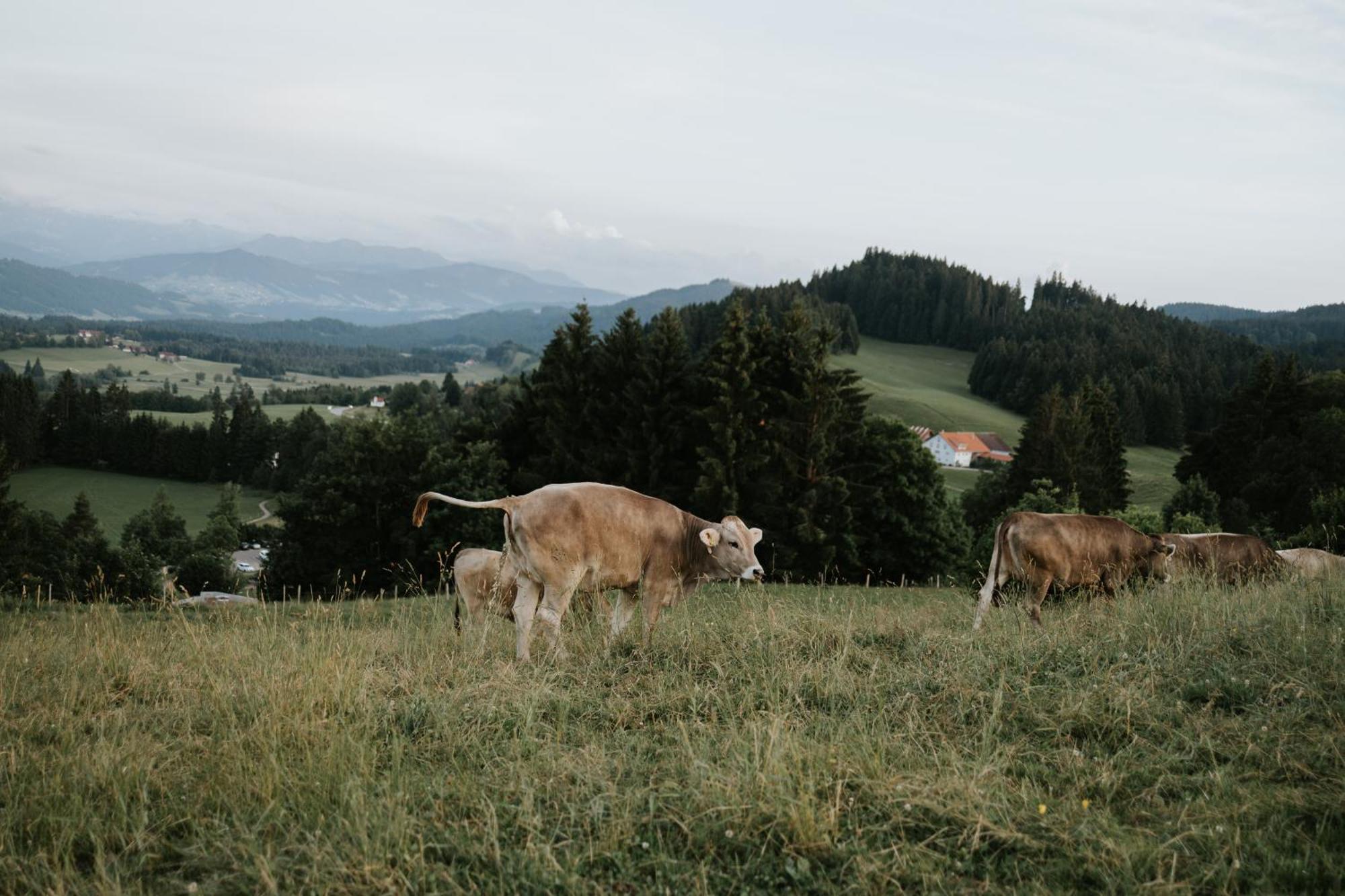 Heimatel - Ferienappartements Hochberg Argenbuhl Exteriör bild